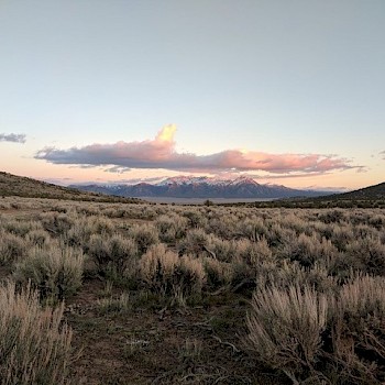 Sagebrush at the South zone - Photo by Emily Sudholt